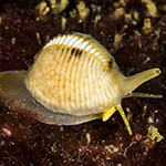 Trivia arctica